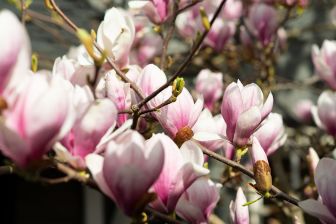 Photo: Thomas Schürmann - Pierre Magnol und die Magnolie: magnolie_2
