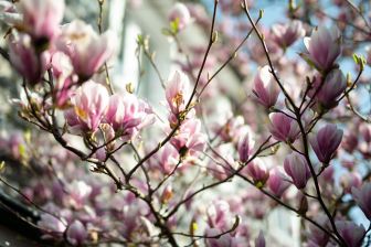 Photo: Thomas Schürmann - Pierre Magnol und die Magnolie: magnolie_3