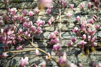 Photo: Thomas Schürmann - Pierre Magnol und die Magnolie: magnolie_7