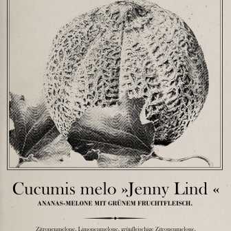 Die Jenny Lind Melone - Zusammenfassung meiner Recherchen zur Provenienz der Melone Jenny Lind, benannt nach der schwedischen Sängerin und Sopranistin des 19. Jahrhunderts, Jenny Lind.