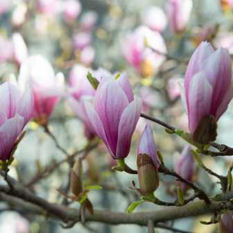 Pierre Magnol und die Magnolie - Jedes Jahr im Frühling entwickelt sich ein wunderschön wachsender Baum zum Star in unserem Garten, die Magnolie.