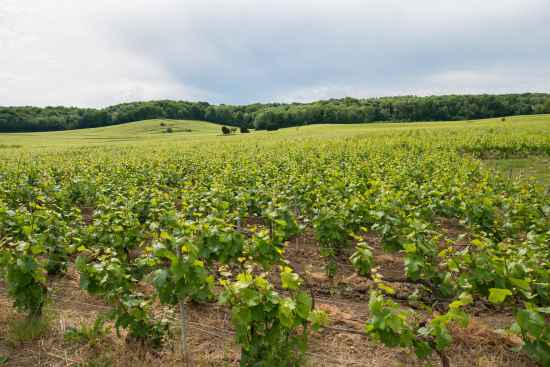 Durch die Wallonie IV - Die weißen Felder - unterwegs in der Champagne