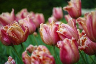 Photo: Thomas Schürmann - Le jardin du château d'Arcen: Bien sûr, nous ne pouvons pas le manquer : Les tulipes. Cette photo a été prise en mai 2017.