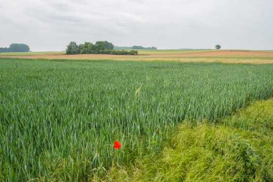 C'est dans ces beaux champs que s'est déroulée la bataille de Waterloo, que les Allemands appellent volontiers la bataille de Belle-Alliance en raison de la présence d'une auberge.  / A travers la Wallonie II